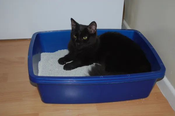 AeroFit Katzenklo Smart